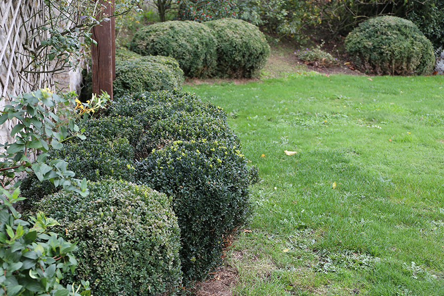 Green-Gate, buisson buis, Buxus Sempervirens
