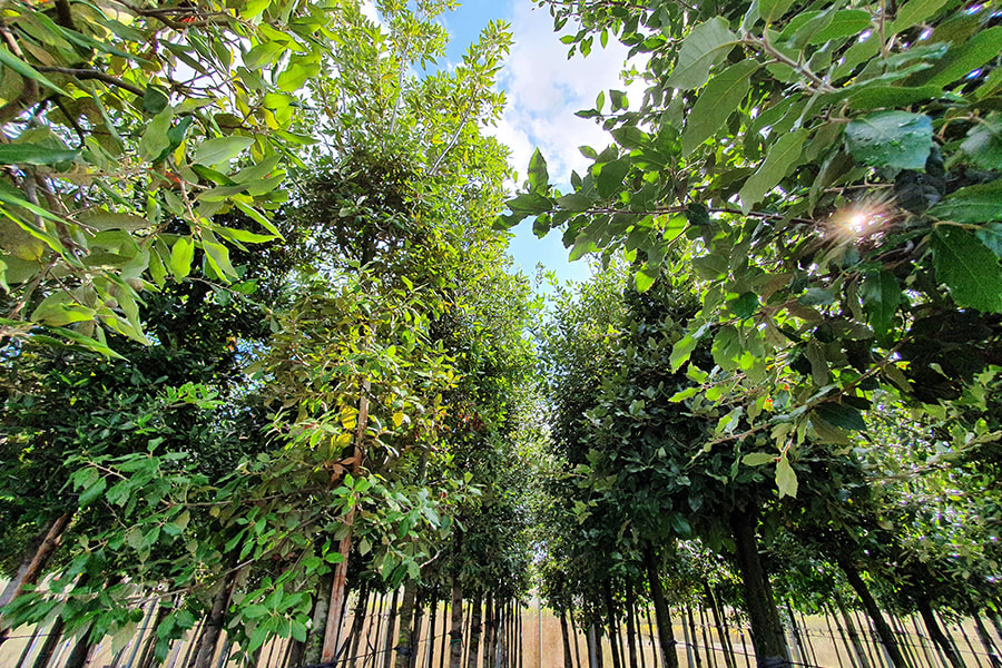Green-Gate,arbres palissés et arbres fruitiers, tilleul, hêtre, charme